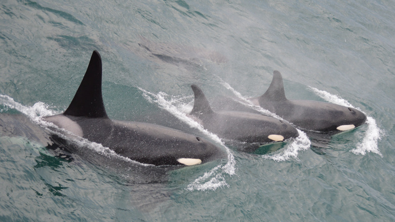 three killer whales swimming