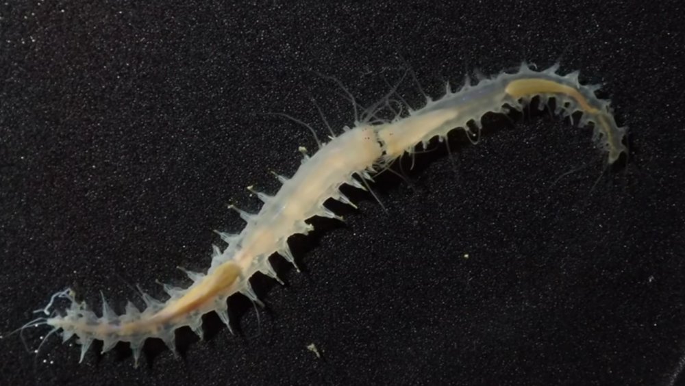 Leocratides kimuraorum