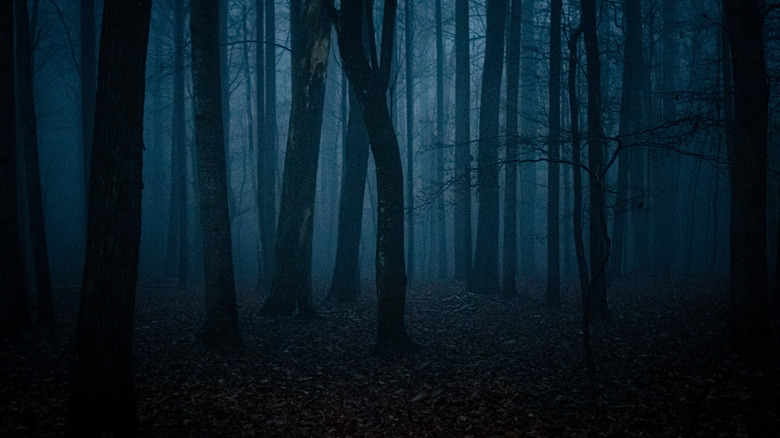 creepy trees in woods