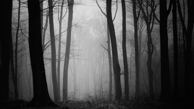 Scary forest at night