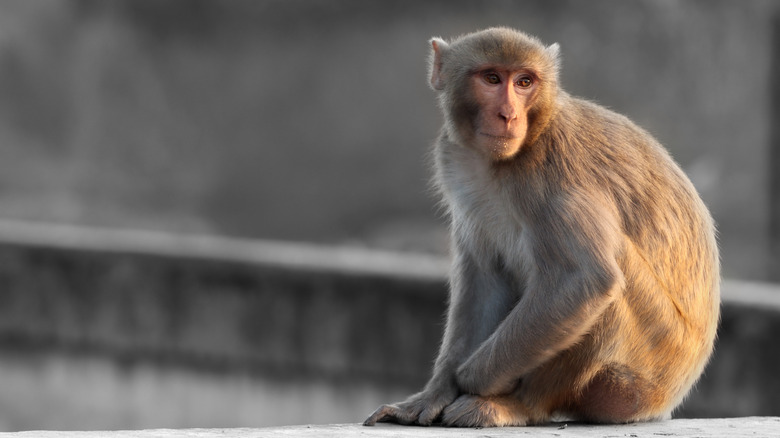 Rhesus money in Delhi, India