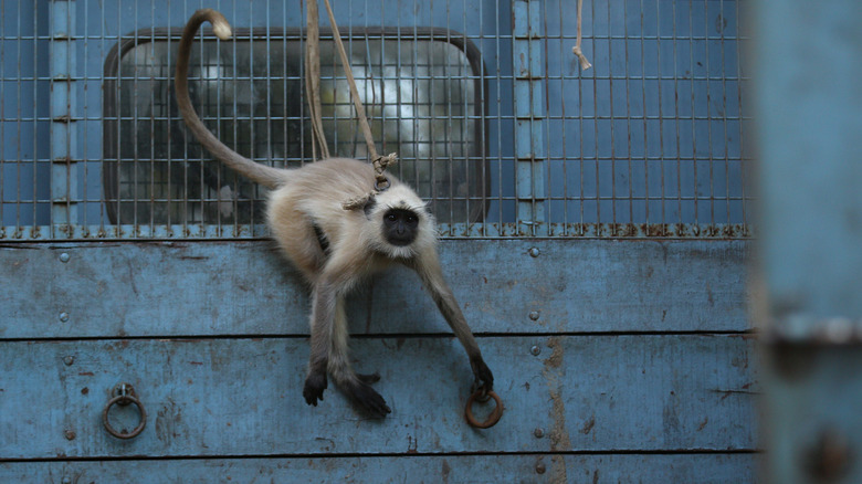 A monkey rides on a truck
