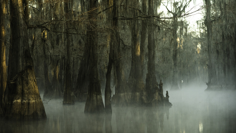 Louisiana bayou