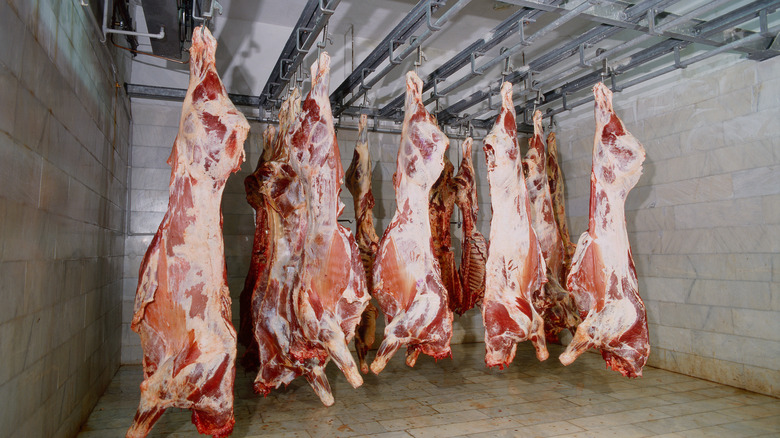 Beef hanging in meat locker