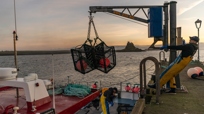 Crab fisherman working at dock