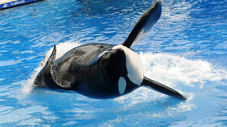 Tilikum performing