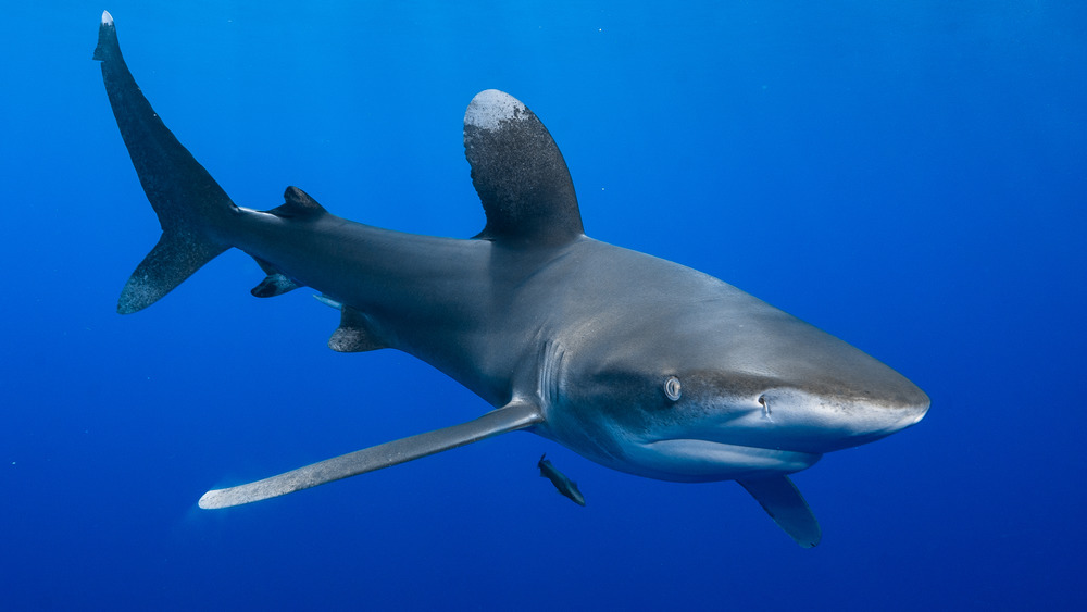oceanic whitetip shark
