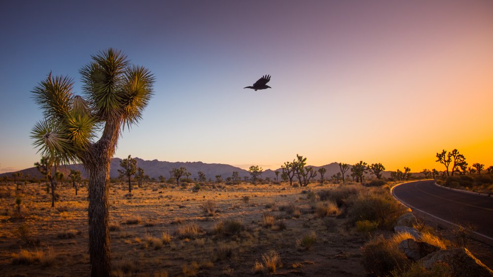 Joshua Tree National Park