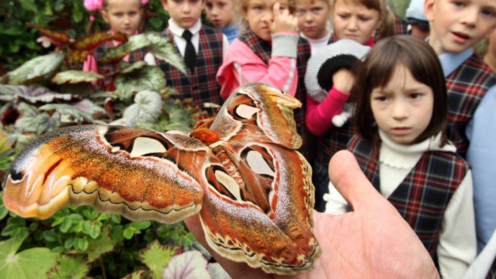atlas moth, w/ child on right comprehending death for the first time