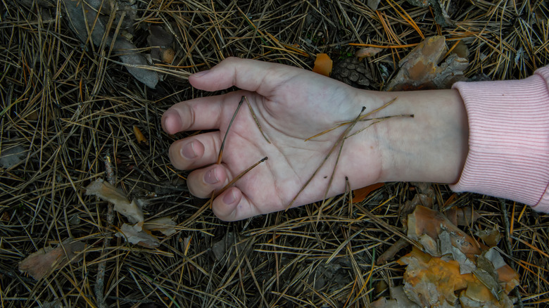 Murder in woods 