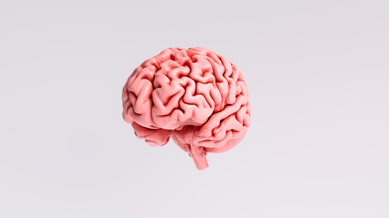 model of a brain