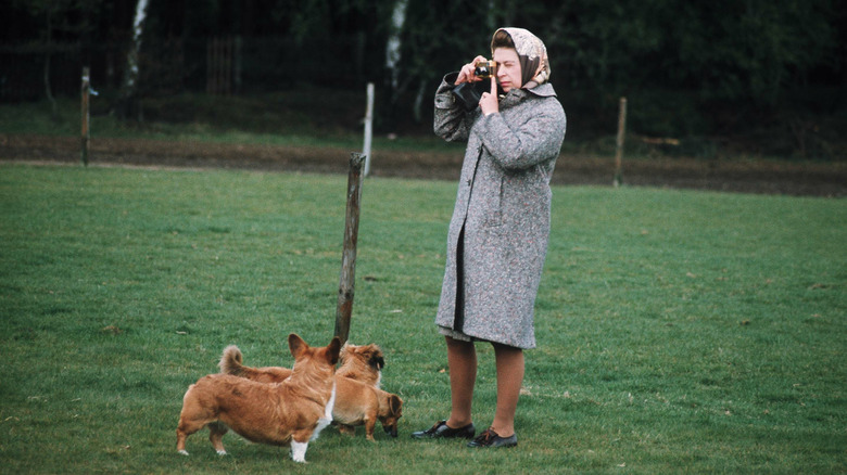 Queen Elizabeth photographing her corgis