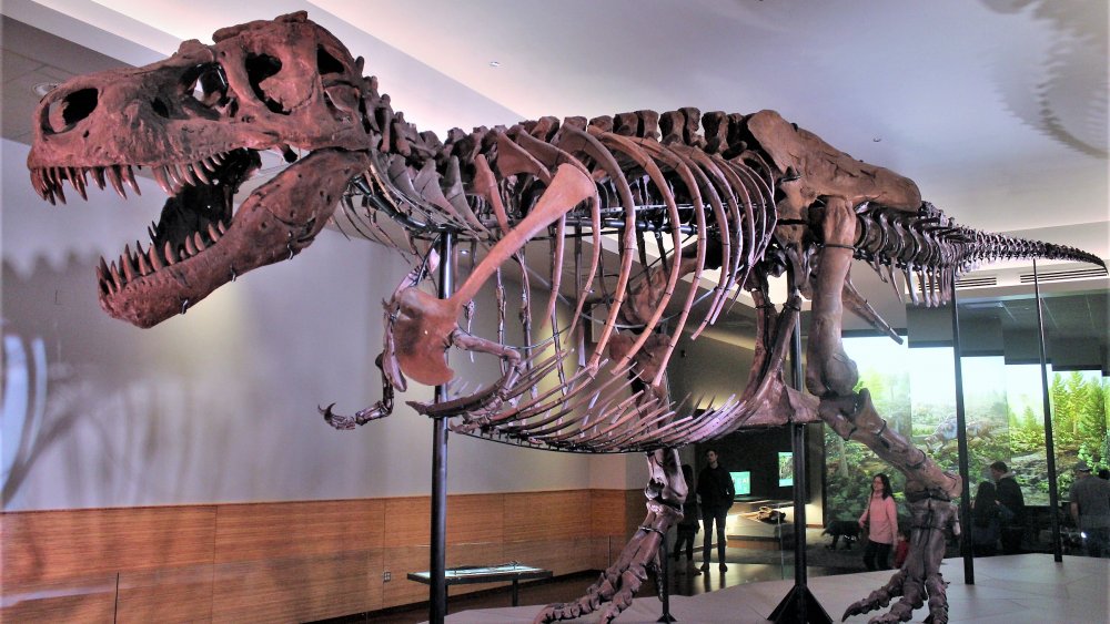 Sue the T-Rex in the updated suite in the Field Museum in 2018