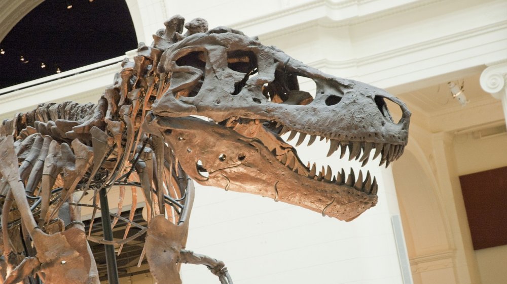 Sue the T-Rex in the Field Museum's Great Hall
