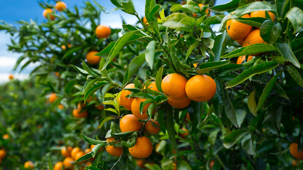 Growing orange grove