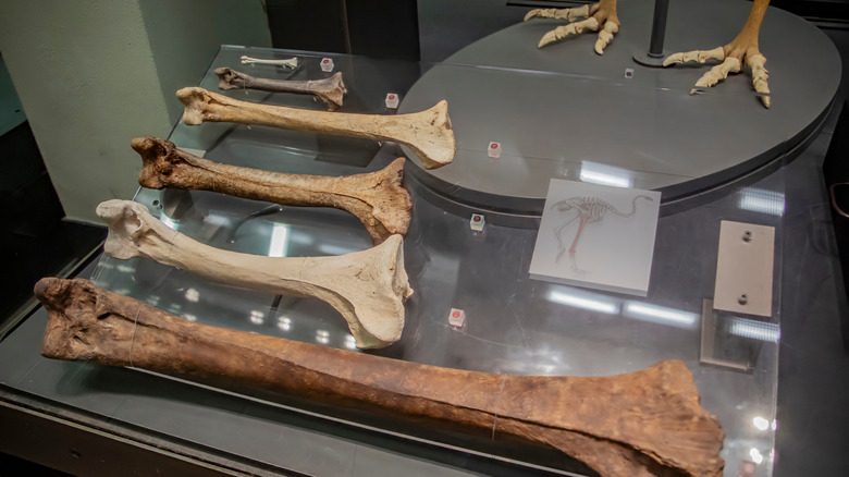 Flightless bird bone comparisons