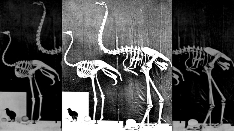 Moa, ostrich, and kiwi skeletal comparison