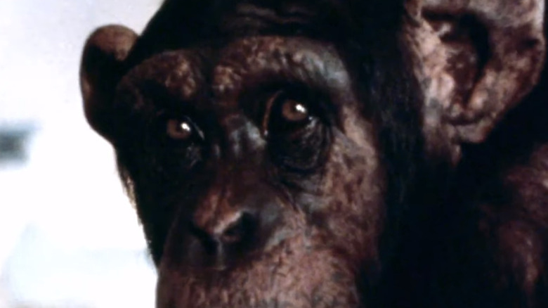 Lucy the chimpanzee eyes