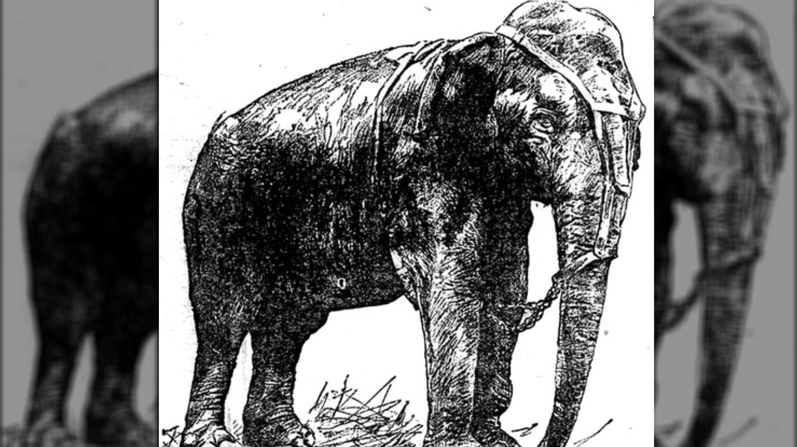 The elephant is mine. Казнь слонихи Топси 1903.