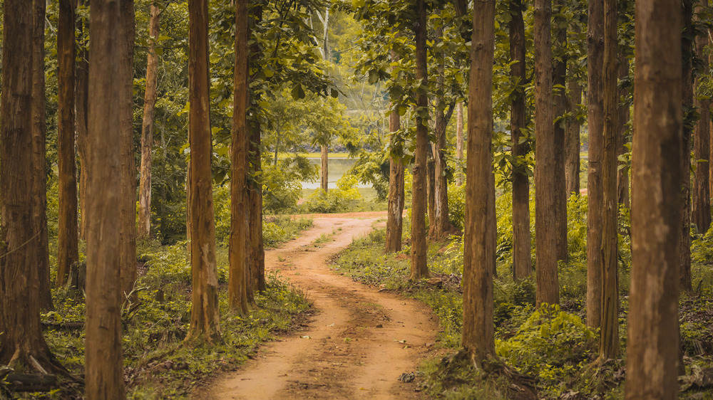 Indian jungle
