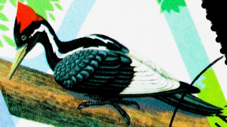 Ivory-billed woodpecker artwork