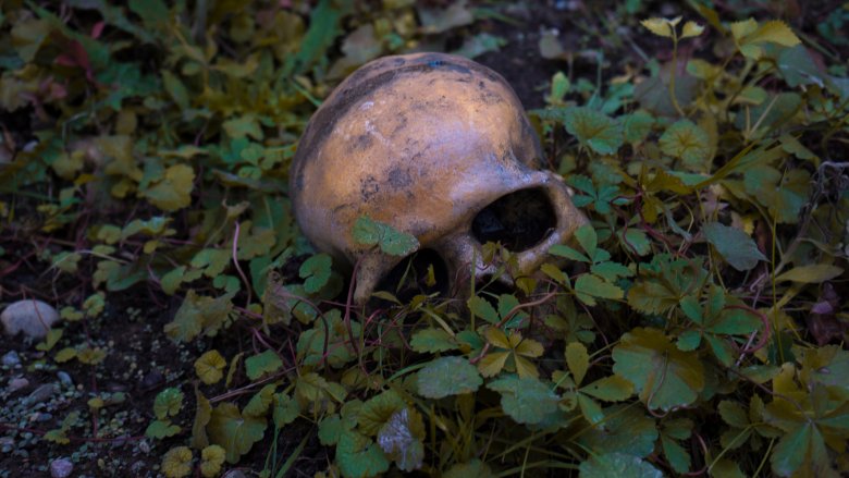 human skull cannibalism