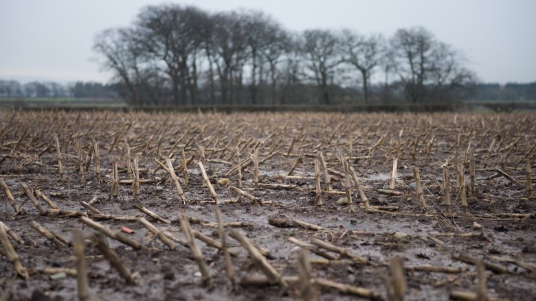 winter famine corn crops