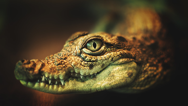Crocodile