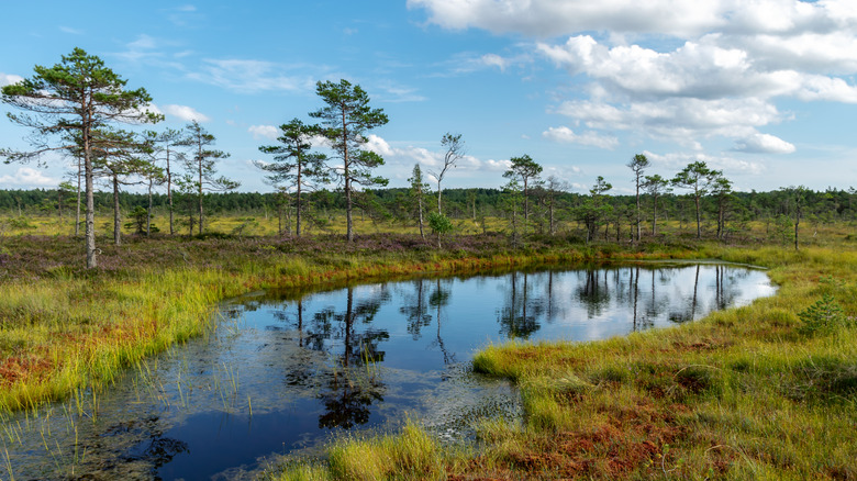 swampland and trees