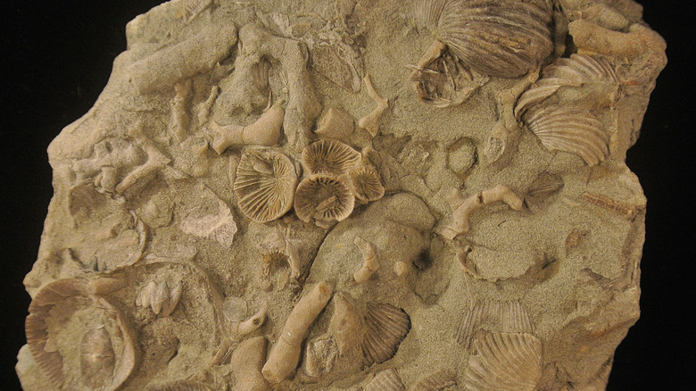 Fossil bed from Ordovician period
