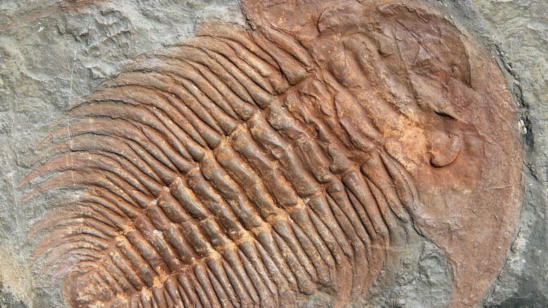 Trilobite fossil from Ordovician period