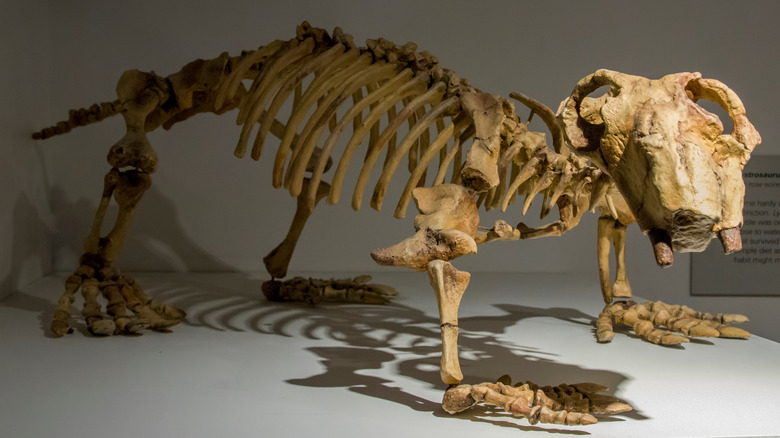 A dicynodont therapsid fossil