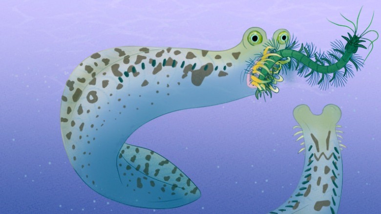 A conodont