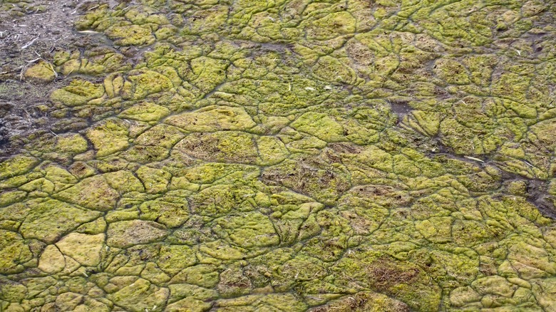 Algal mats