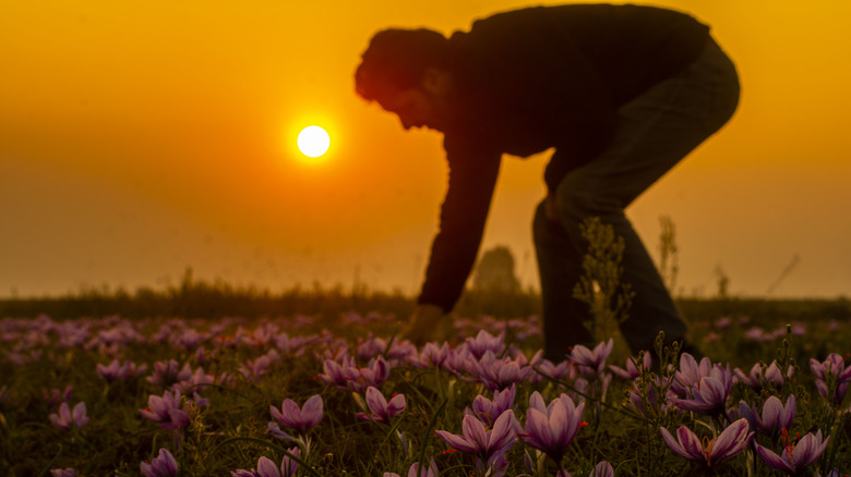 Gardener inspects flowers at sunset