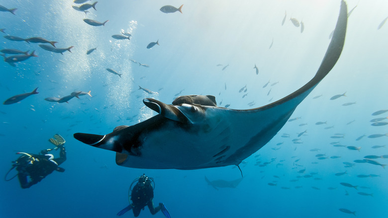 Giant manta ray with divers