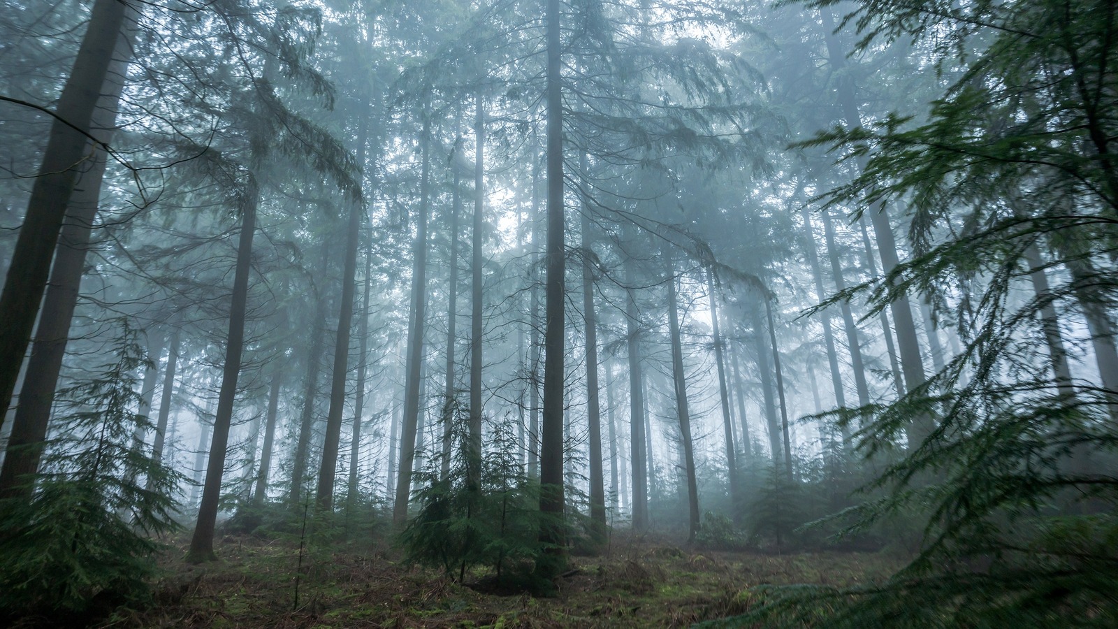 The True Story Of The 8 Year Old Who Spent Nearly A Week Lost In The Woods