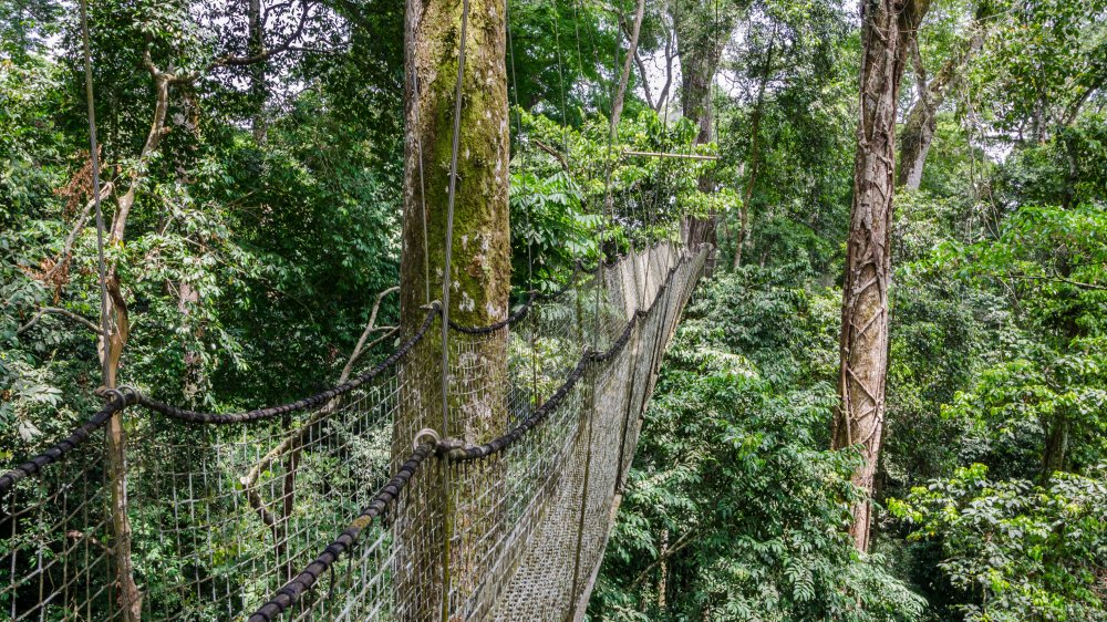 suspended canopy in Nigerian rainforest