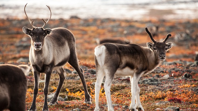 Reindeer looking at camera