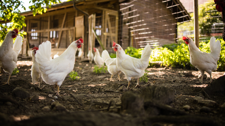 Hens walking around