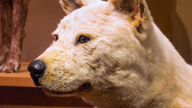 Hachiko stuffed and displayed at museum