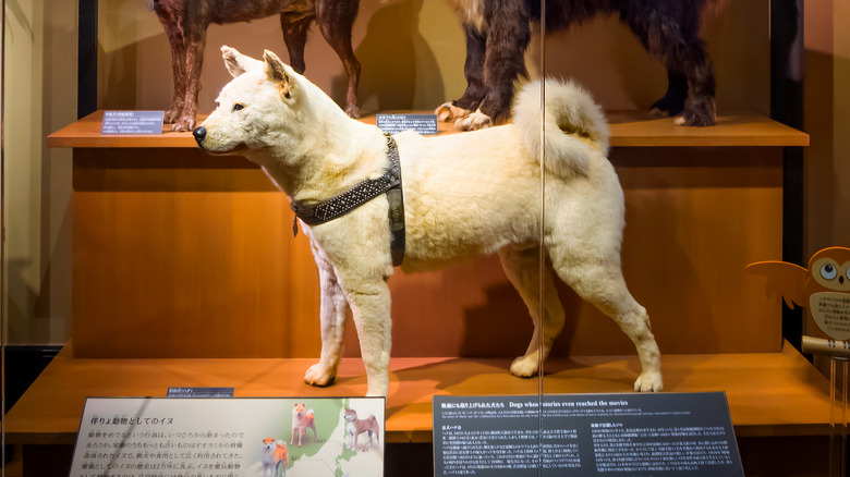 hachiko displayed at national museum