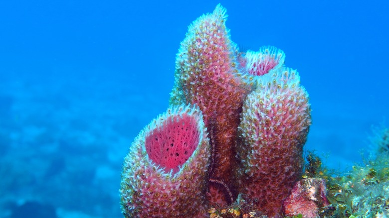 Sea sponge in the ocean