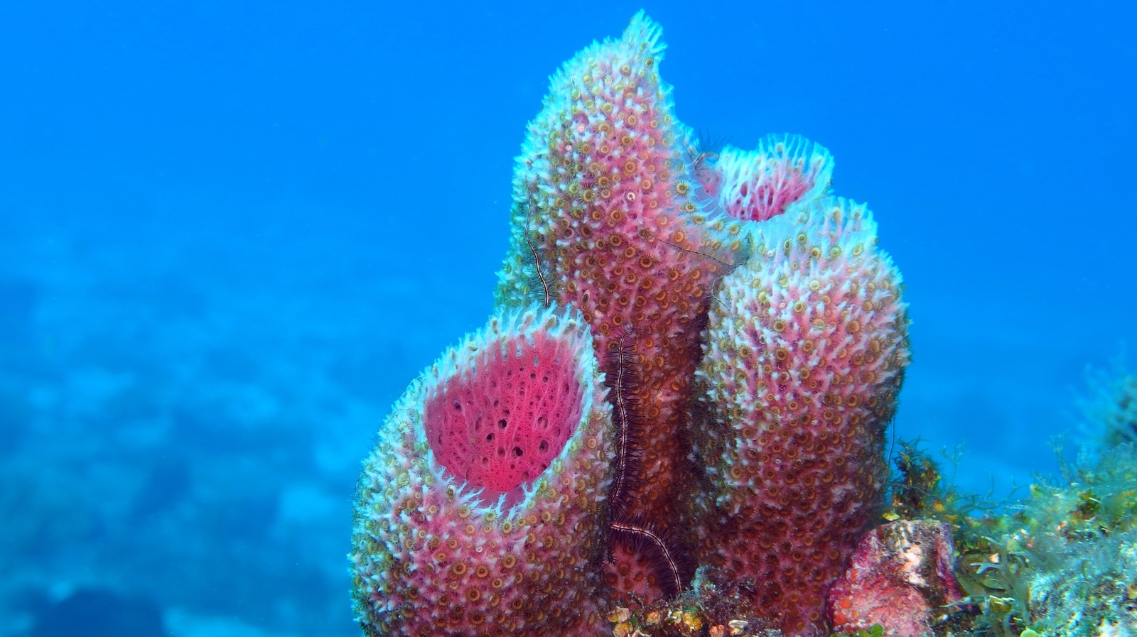 The Truly Gross Way Sea Sponges Clean Themselves