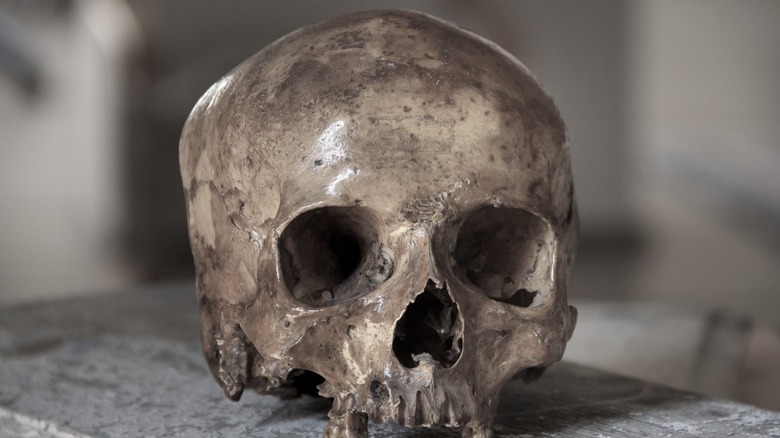 human skull on a stone bench