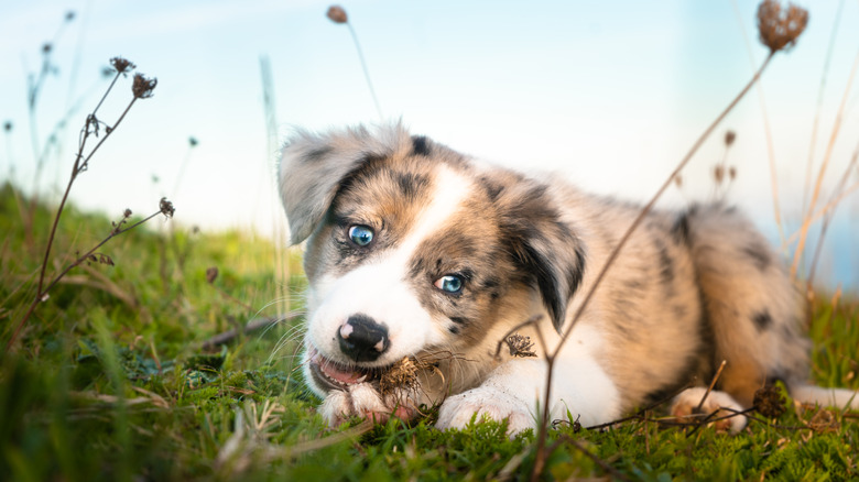 Puppy close up in field