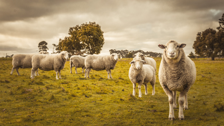 Flock of sheep
