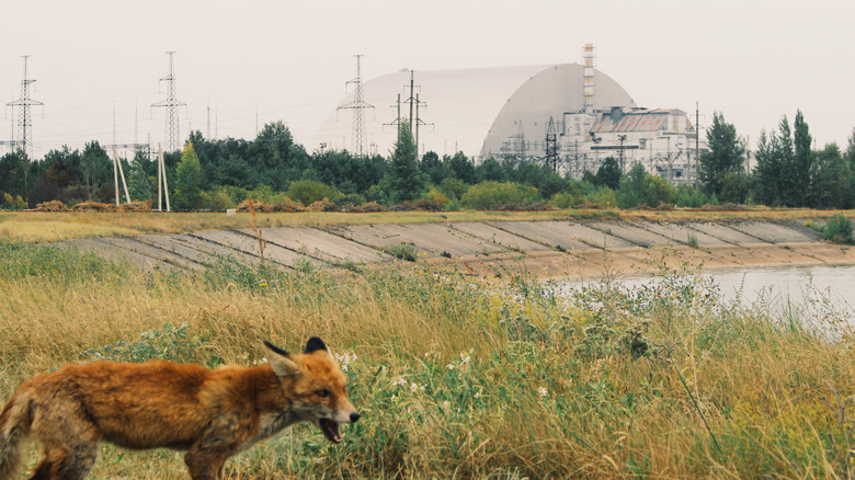 Fox near the reactor