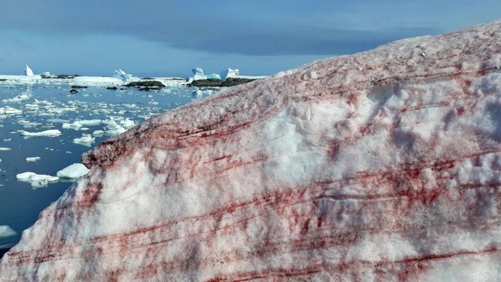 blood snow in Antarctica