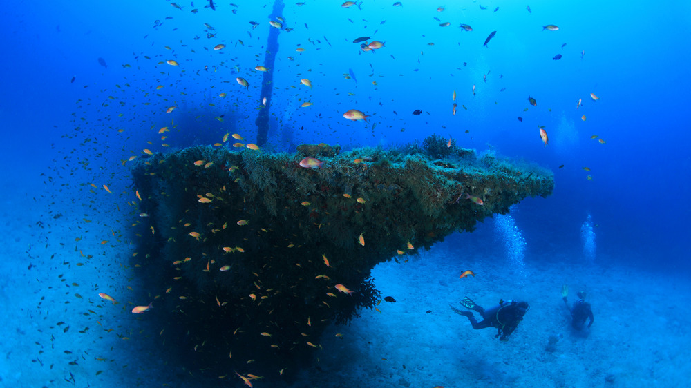 Fish and divers swimming